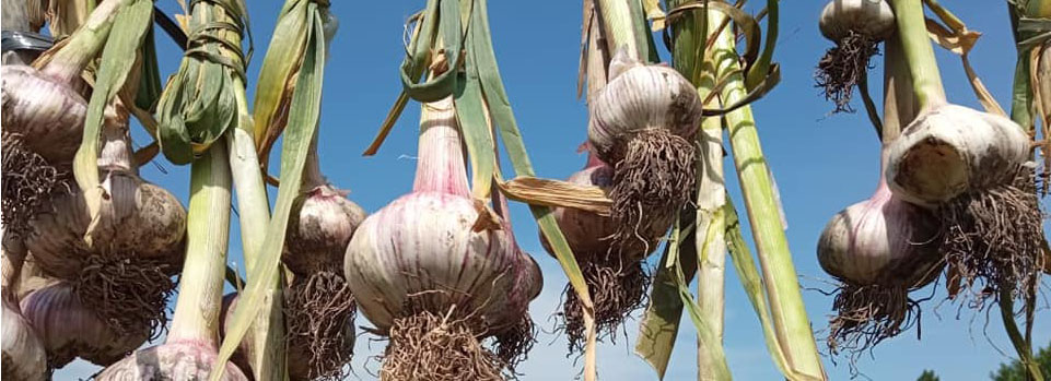 cultivo de ajos